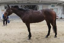 ��ǽ� (AUSPICE) ����