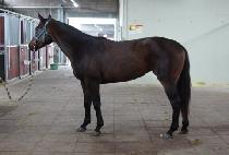 �ζ� (DURAN) ����