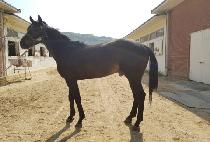 �۷ι��ô� (GLOBAL SIDAE) ����