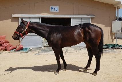 �����÷����� ����