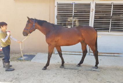 ����� ����