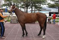 ����è�� (JEMA CHAMP) ����