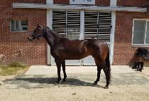 �ޱ� (DALGI) ����