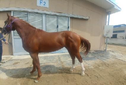 ���������� ����