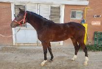 ���̽����� (ACE GONGJU) ����