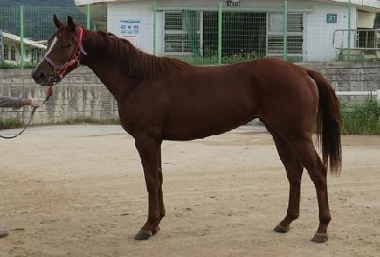 ��ε帲 ����