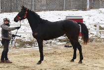 ���è�Ǿ� (DAEMYEONG CHAMPION) ����