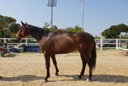 �����÷��� ����