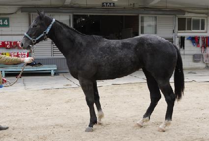 ���ī�� ����