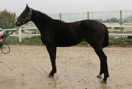 ���ĸƾ ����