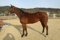 �����ǽ� (BORN TO PEACE) ����