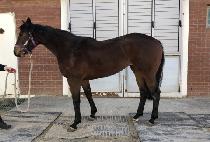 ������ (THUNDER GO) ����