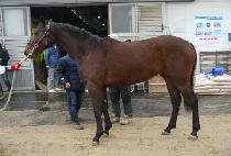 ��õè�� (INCHEON CHAMP) ����