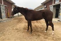 ������ (THEHIMCHAN) ����