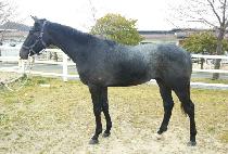 Ķ�����ϾƸ��� (CALIFORNIA MARINE) ����