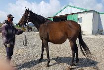 MY SWEET NENANA picture