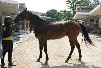 �ݾƾ��Ƽ (GEUMA ANNUITY) ����