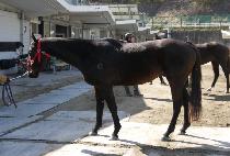 �ö���ī (FLYING CAR) ����