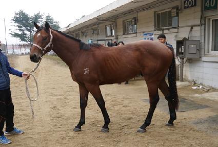 ����ī���¾� ����