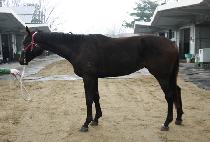 ������Ƽ��� (JINGYEOGUI TYRANNO) ����