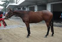 ������� (BERNARDI SHOW) ����