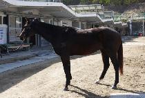 �򰥷��� (BIG GARLAND) ����