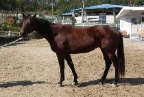 �̽�Ʈ������ (EAST BERNARDI) ����