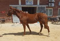 �����ͷ� (MASTER RUN) ����