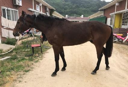 ���丮��ũ ����