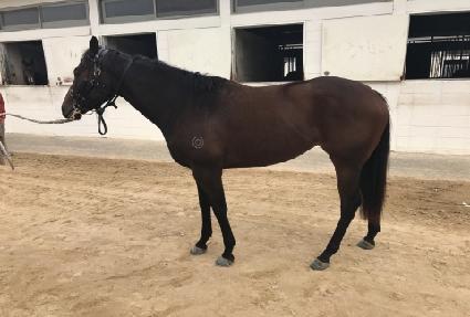 ����帲 ����