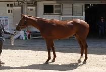 �������� (SAMRYUK EUTTEUM) ����