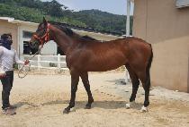 �ø���Ÿ�� (CURLIN FANTASY) ����