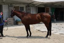 û��Ÿ�̰� (CHEONGDAM TIGER) ����