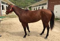 ����ŷ�� (TWO TWO KINGS) ����