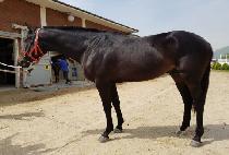 �������Ŀ� (JEWANGUI HUYE) ����