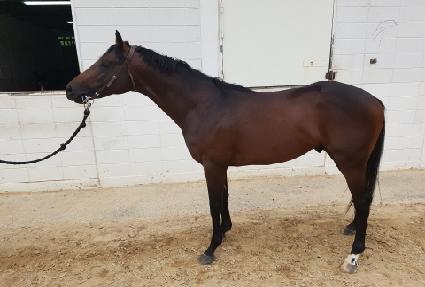 ���������̵� ����