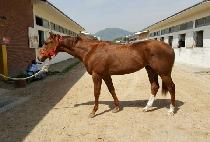 ��ٸ����� (BAEDARI STORM) ����