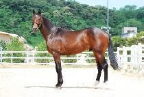 ������ī�帲 (FUKUOKA DREAM) ����