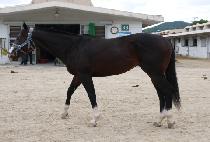 ����īŷ (NASKA KING) ����