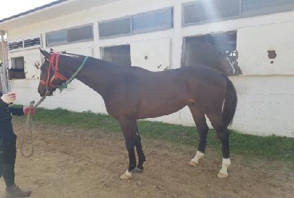 ���罺Ÿ ����