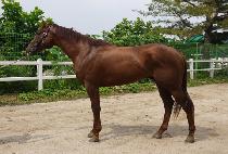 ����è�Ǿ� (BROWN CHAMPION) ����