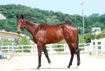 ��Ÿ����Ʈ�� (STARDUSTDA) ����