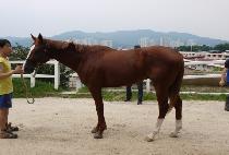 ��Ÿ��ƽ�޺� (FANTASTIC COMBI) ����