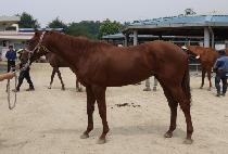 ���̽���� (NICE DASH) ����