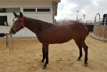 CHERRY VANQUISH picture