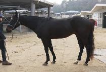 ��ĭ�� (SKANDA) ����