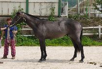 ���ǽ� (MORFHIS) ����