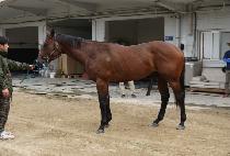 ���̽�ŷ (ACE KING) ����