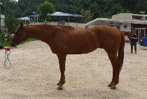 �Ƴʽ��� (HONOR STEP) ����