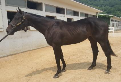 �ڸ��ƺ����̵� ����